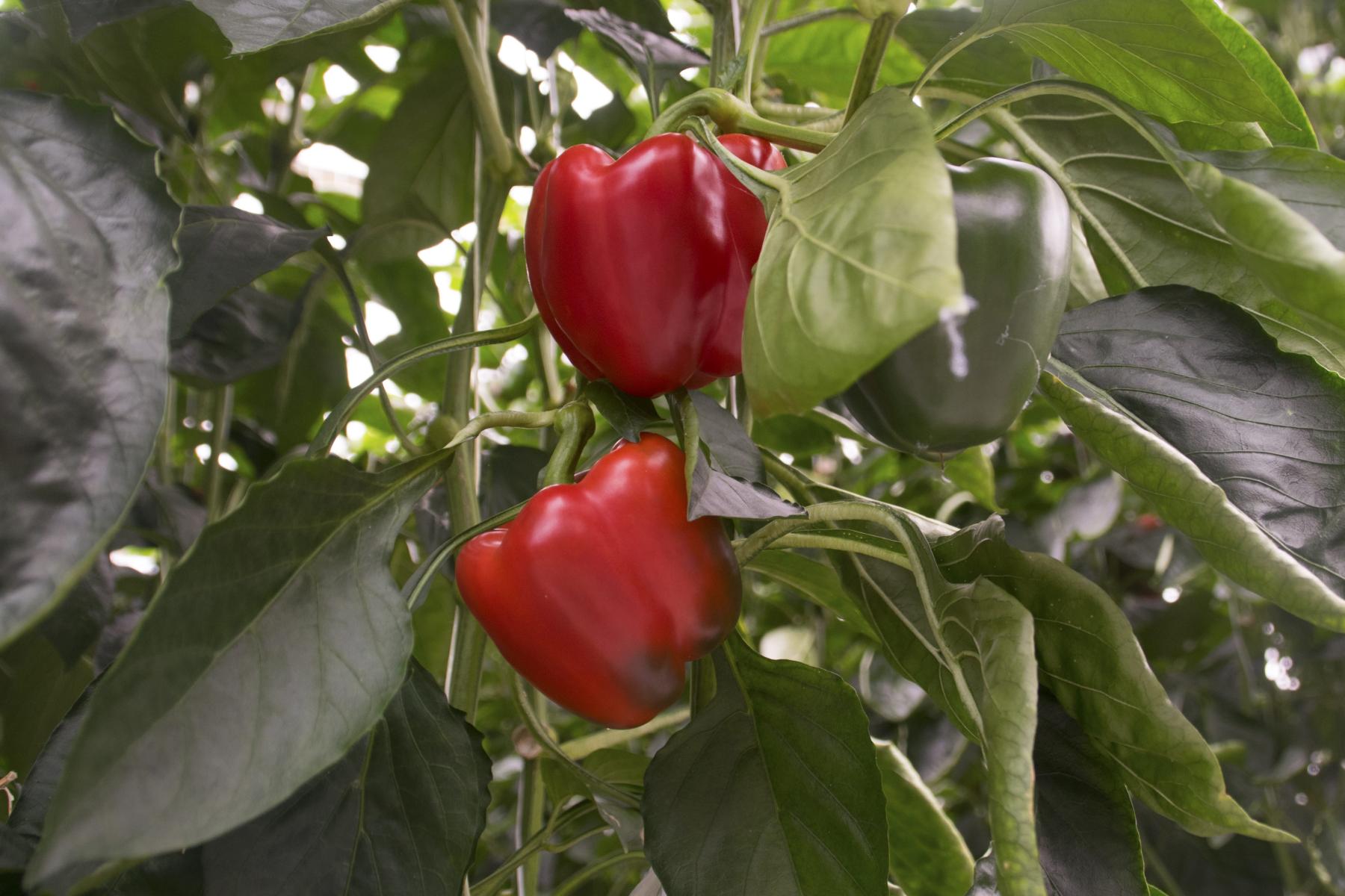 zwei rote Paprika im Gewächshaus
