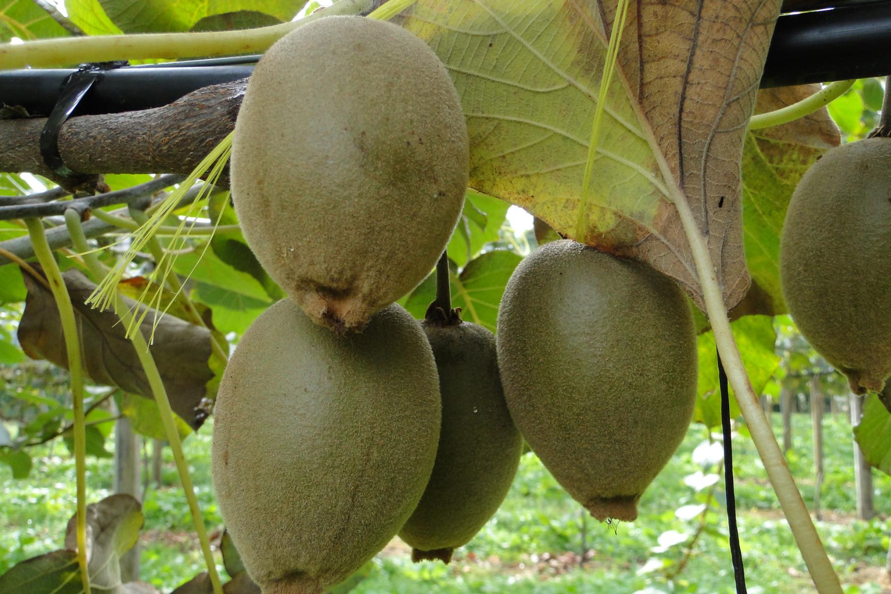 SunGold Kiwi am Baum