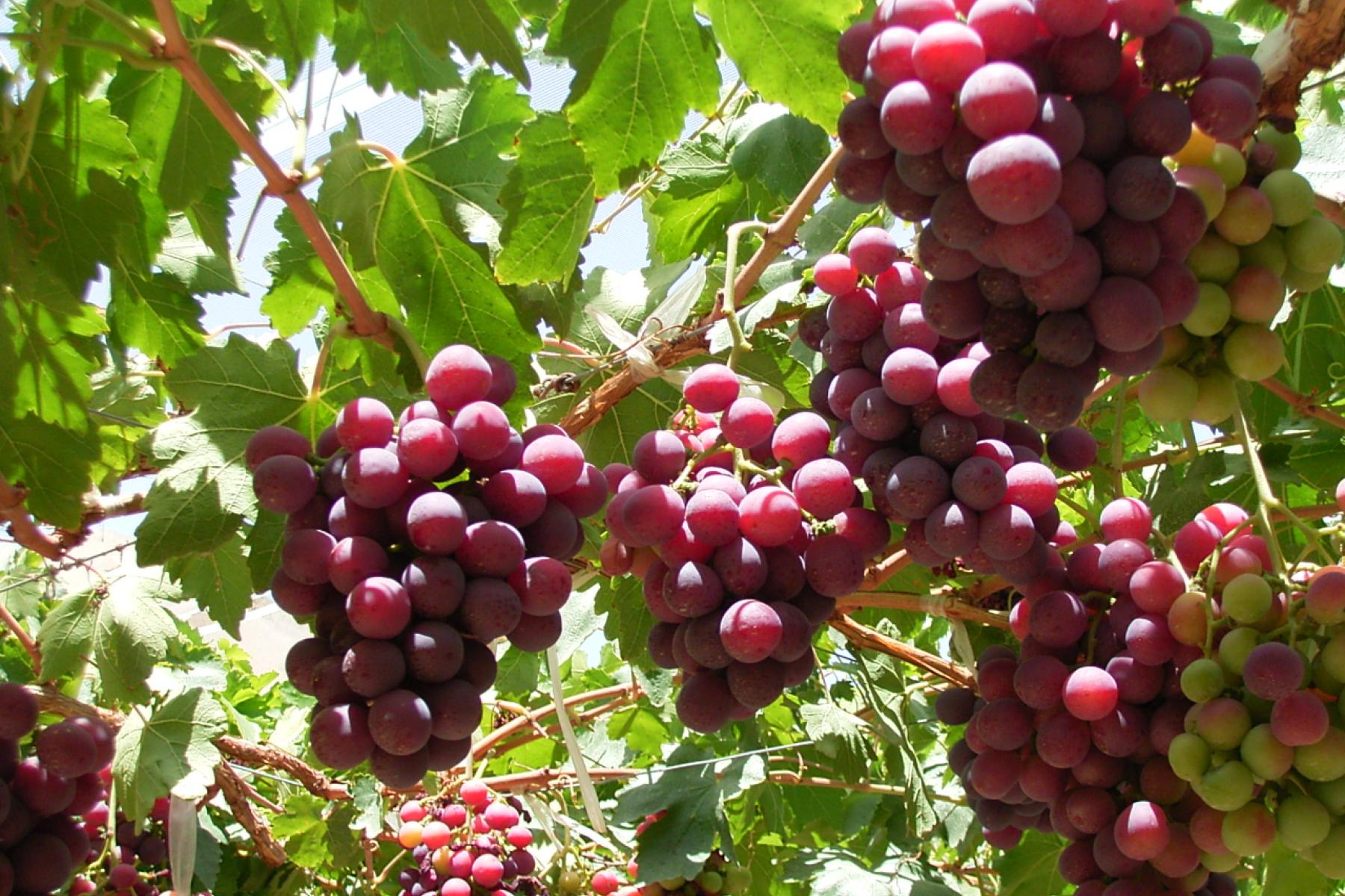 rote Trauben an der Rebe